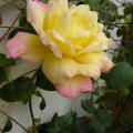 p1250620.jpg