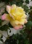 lysiane:plantes_du_jardin:roses:p1250620.jpg
