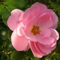 p1250654_milrose.jpg