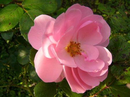 p1250654_milrose.jpg