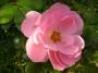 lysiane:plantes_du_jardin:roses:p1250654_milrose.jpg