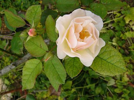 p1250662_penelope.jpg