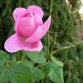 p1250770_mary_rose.jpg