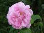 lysiane:plantes_du_jardin:roses:p1250778.jpg