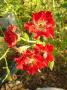 lysiane:plantes_du_jardin:roses:p1250806_tapis_r.jpg