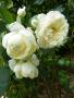 lysiane:plantes_du_jardin:roses:p1260045.jpg