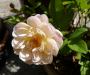lysiane:plantes_du_jardin:roses:p1260048.jpg