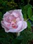 lysiane:plantes_du_jardin:roses:p1260096_stanwell_p.jpg