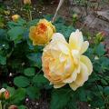 p1260122_golden_c.jpg