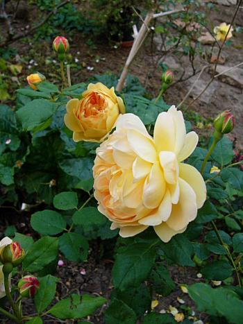 p1260122_golden_c.jpg
