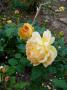 lysiane:plantes_du_jardin:roses:p1260122_golden_c.jpg