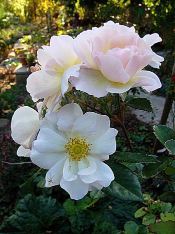 p1270114_penelope.jpg