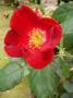 lysiane:plantes_du_jardin:roses:p1270672_home_run.jpg
