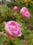lysiane:plantes_du_jardin:roses:p1280068_c_de_chambord.jpg