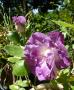 lysiane:plantes_du_jardin:roses:p1280273.jpg