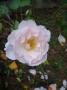lysiane:plantes_du_jardin:roses:p1280378.jpg