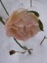 lysiane:plantes_du_jardin:roses:p1280657.jpg