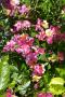 lysiane:plantes_du_jardin:roses:p1280658.jpg