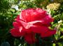 lysiane:plantes_du_jardin:roses:p1280669.jpg