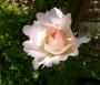 lysiane:plantes_du_jardin:roses:p1280679.jpg