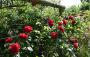lysiane:plantes_du_jardin:roses:p1280793.jpg