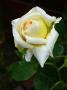 lysiane:plantes_du_jardin:roses:p1280801.jpg
