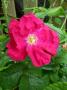 lysiane:plantes_du_jardin:roses:p1280953.jpg