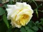 lysiane:plantes_du_jardin:roses:p1280977.jpg