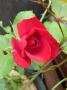 lysiane:plantes_du_jardin:roses:p1290045.jpg