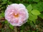 lysiane:plantes_du_jardin:roses:p1290050.jpg
