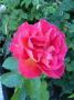 lysiane:plantes_du_jardin:roses:p1290100.jpg