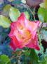 lysiane:plantes_du_jardin:roses:p1290102.jpg