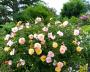 lysiane:plantes_du_jardin:roses:p1310294.jpg