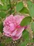 lysiane:plantes_du_jardin:roses:p1310419red.jpg