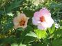 lysiane:plantes_du_jardin:roses:p1310448.jpg