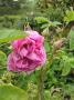 lysiane:plantes_du_jardin:roses:p1320627.jpg