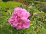 lysiane:plantes_du_jardin:roses:p1320632.jpg