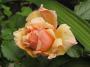 lysiane:plantes_du_jardin:roses:p1320649.jpg