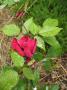 lysiane:plantes_du_jardin:roses:p1320750.jpg
