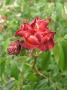 lysiane:plantes_du_jardin:roses:p1320806.jpg