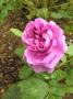 lysiane:plantes_du_jardin:roses:p1320835.jpg
