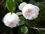 lysiane:plantes_du_jardin:roses:p1320853.jpg