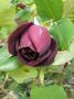 lysiane:plantes_du_jardin:roses:p1320953.jpg
