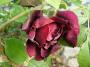 lysiane:plantes_du_jardin:roses:p1320955.jpg