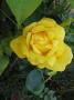 lysiane:plantes_du_jardin:roses:p1320973.jpg