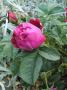 lysiane:plantes_du_jardin:roses:p1330016.jpg