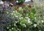 lysiane:plantes_du_jardin:roses:p1330057.jpg