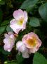 lysiane:plantes_du_jardin:roses:p1330062.jpg