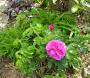 lysiane:plantes_du_jardin:roses:p1330151.jpg