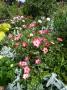 lysiane:plantes_du_jardin:roses:p1330156.jpg